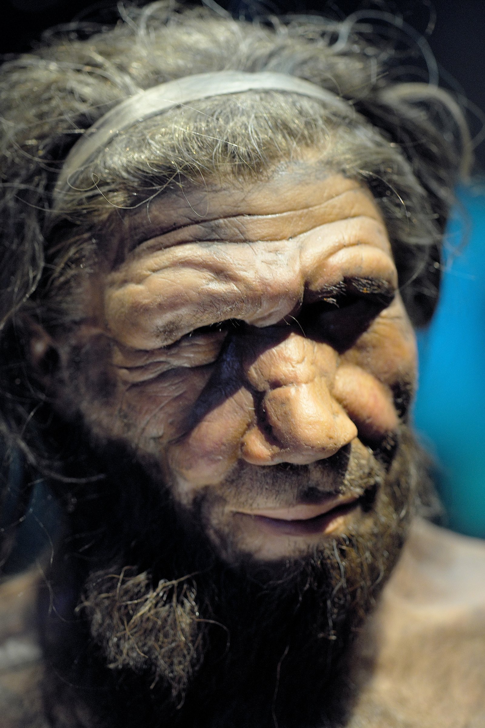 Reconstrucție a unui bărbat neanderthalian, expusă la Muzeul de Istorie Naturală din Londra