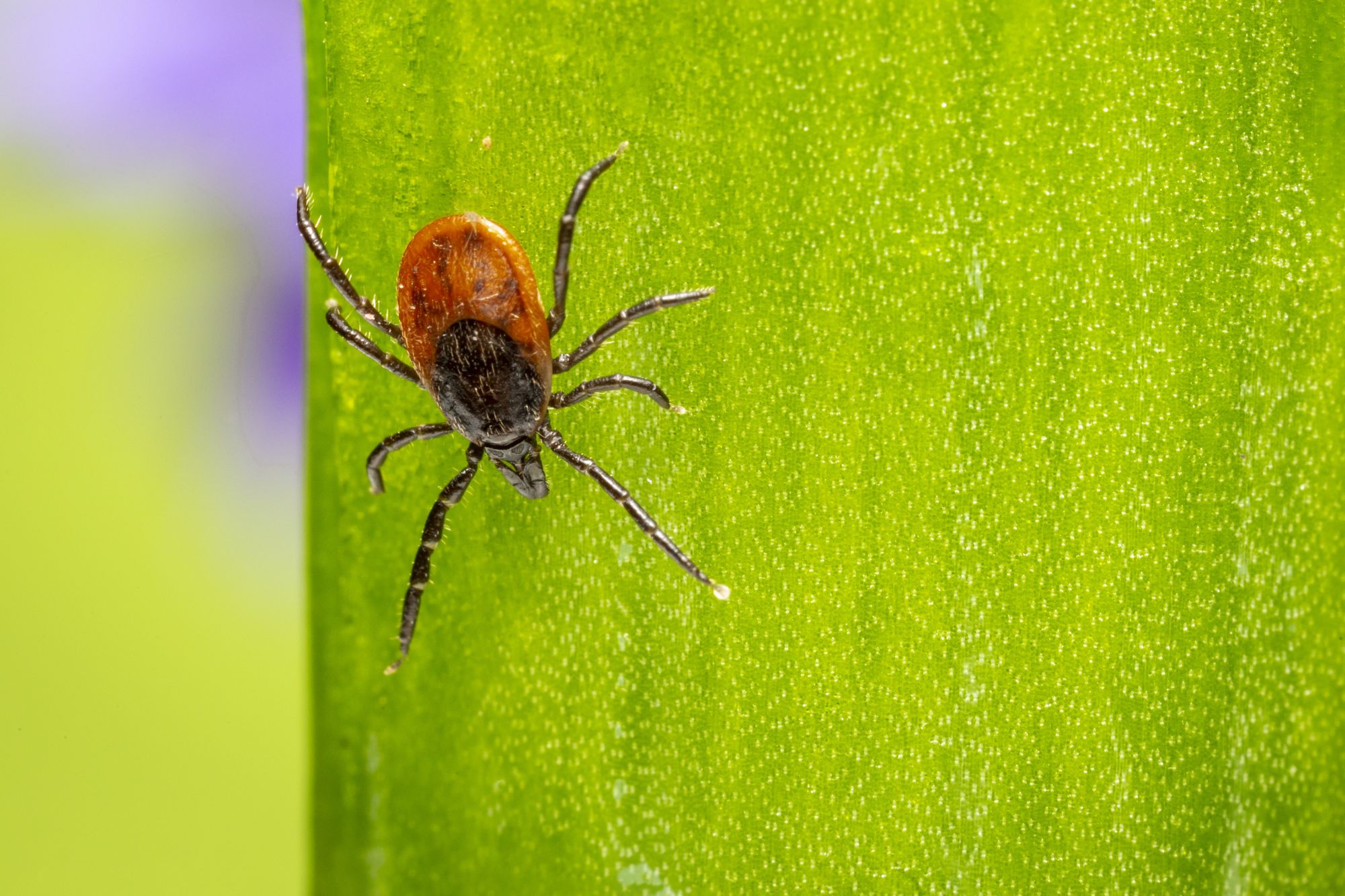 Căpușă (Ixodes ricinus) pe o frunză verde