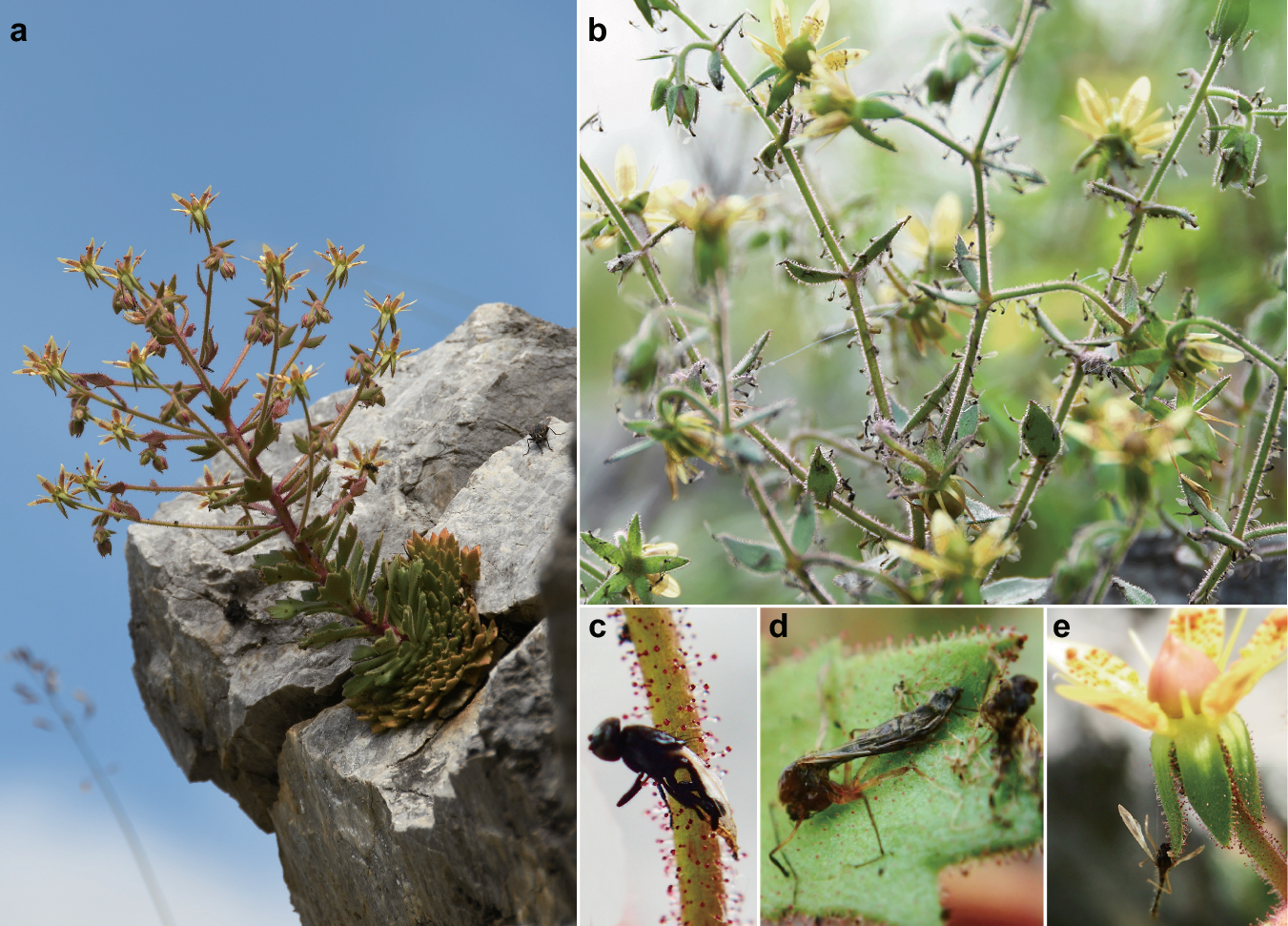 Fotografii ale plantei Saxifraga candelabrum, cu peri glandulari roșiatici pe care sunt prinse insecte mici