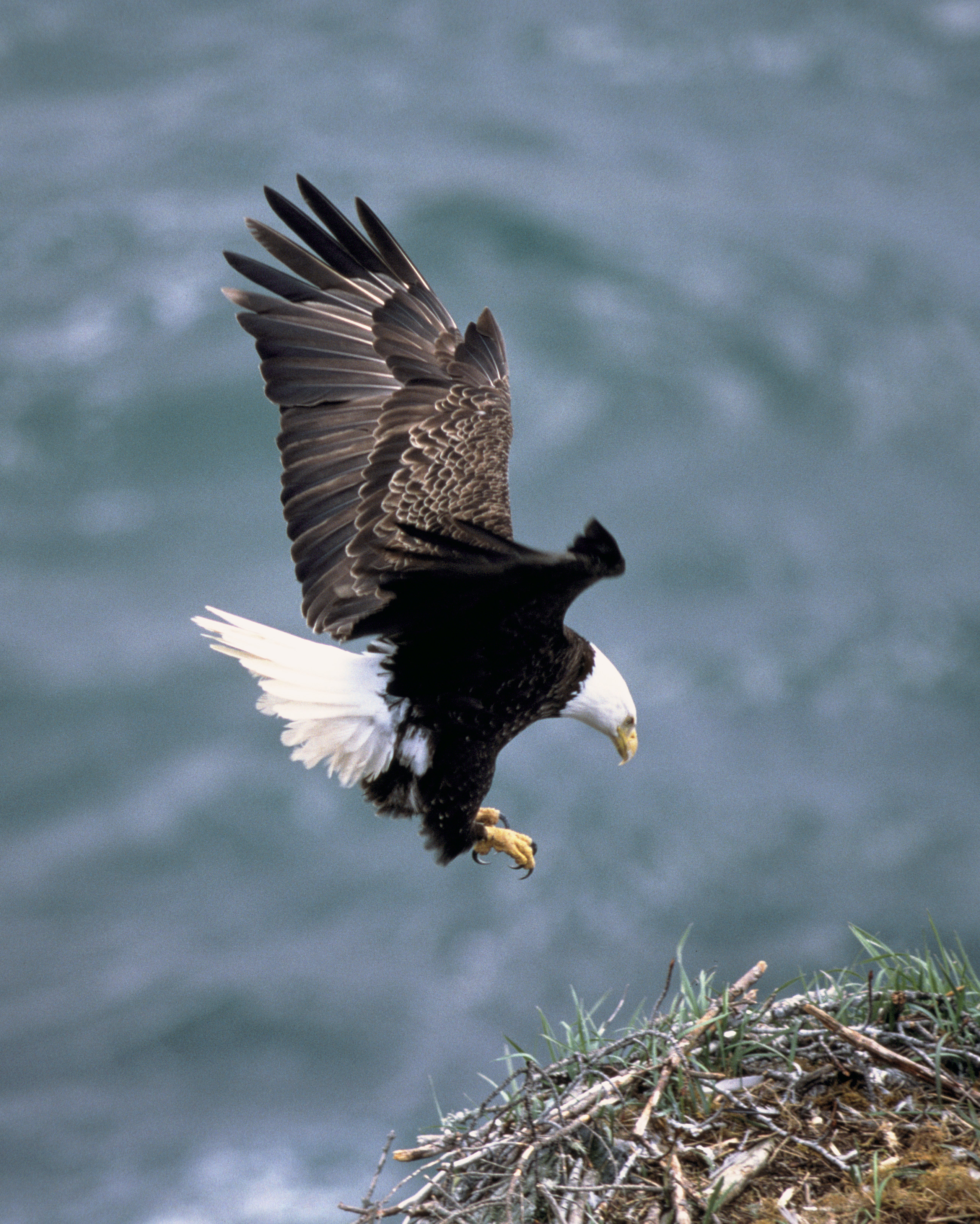 Vultur pleșuv american (Haliaeetus leucocephalus) fotografiat în zbor, aceeași specie din care face parte Jackie