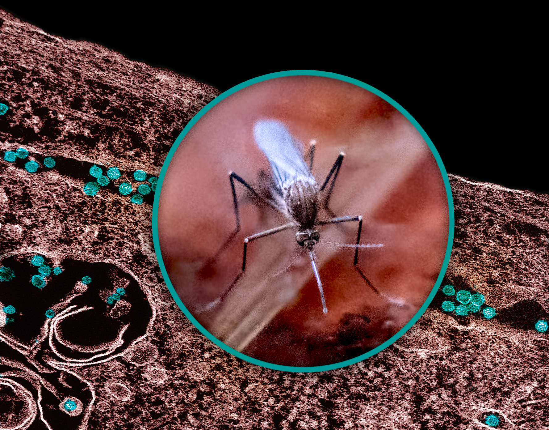 Țânțar Culex quinquefasciatus, principalul vector al virusului West Nile, fotografiat pe un deget uman