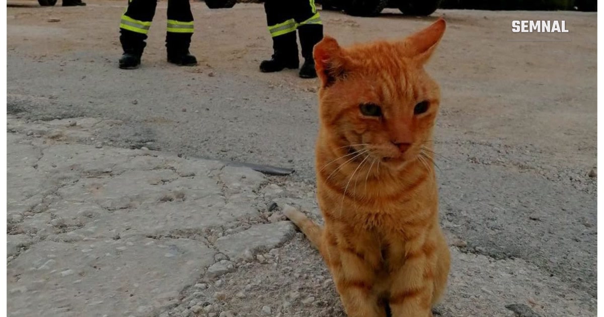 Motănelul care seamănă cu Garfield, alături de pompierii români din Grecia