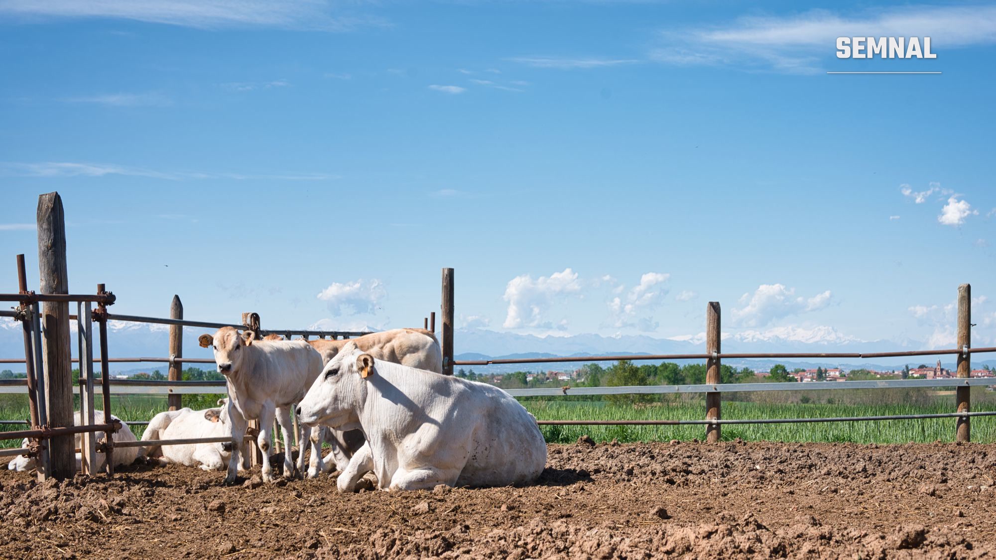 CE aprobă 52 milioane de euro pentru crescătorii de bovine