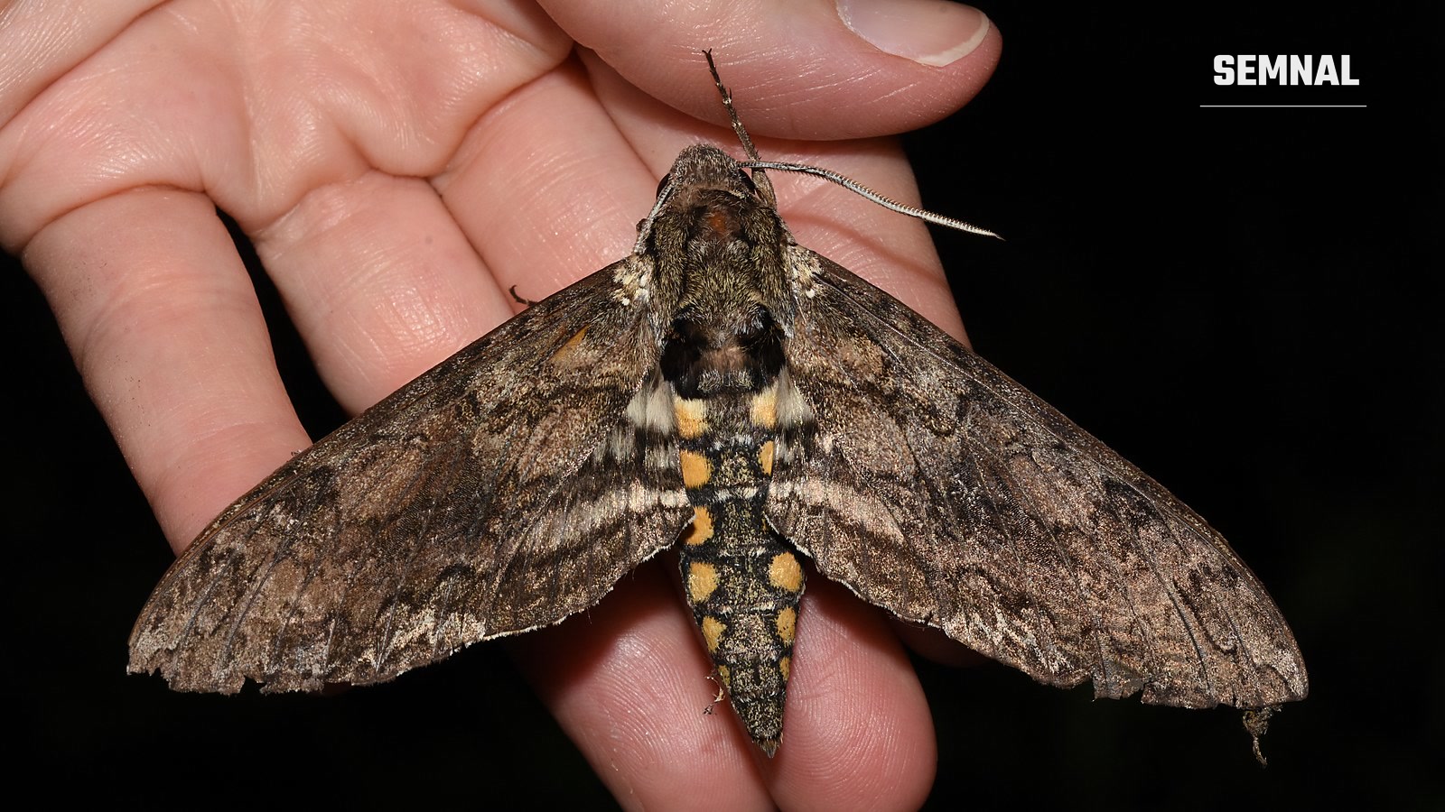 Molie de tutun Manduca sexta cu aripile întinse, ținută în palmă, specia folosită în experimentele de interfață insectă-mașină