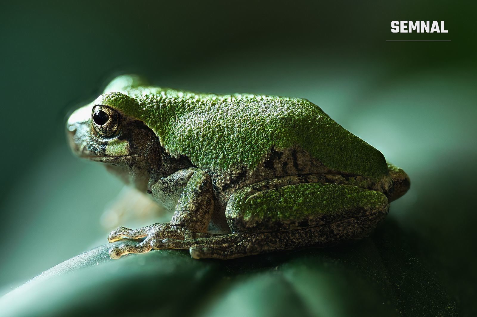 Broască mică pe o frunză, imagine ilustrativă pentru noi specii de amfibieni tropicali