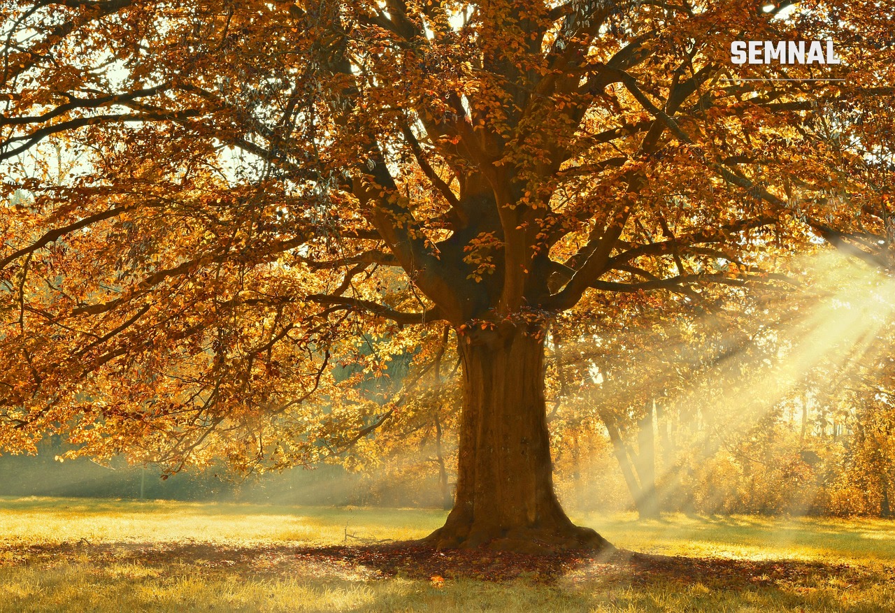 Un copac mare cu frunze aurii, străbătut de raze de soare, într-un parc. Fotografie ilustrativă. Foto: Peggychoucair / Pixabay