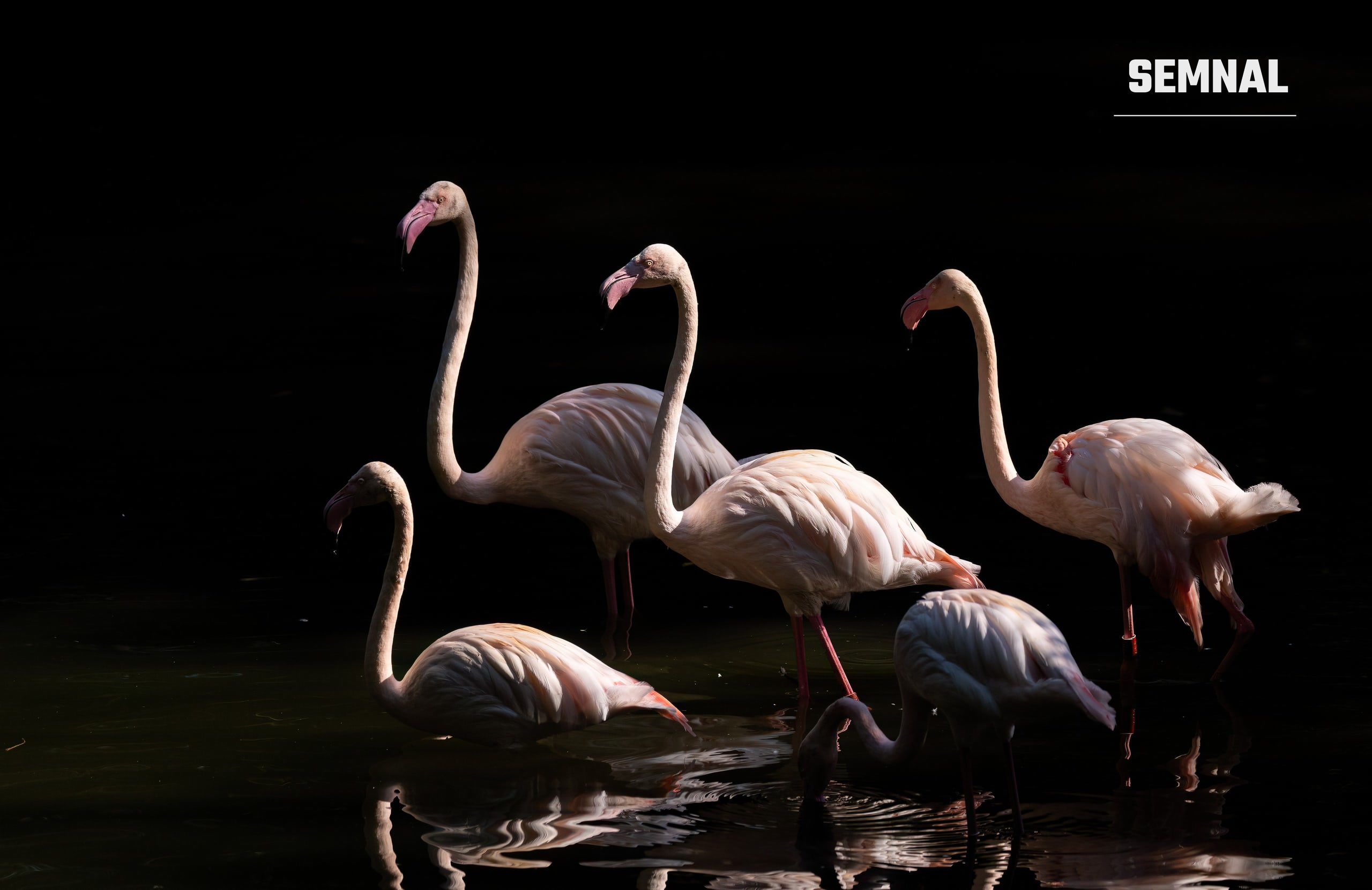 Flamingo într-o grădină zoologică, imagine ilustrativă