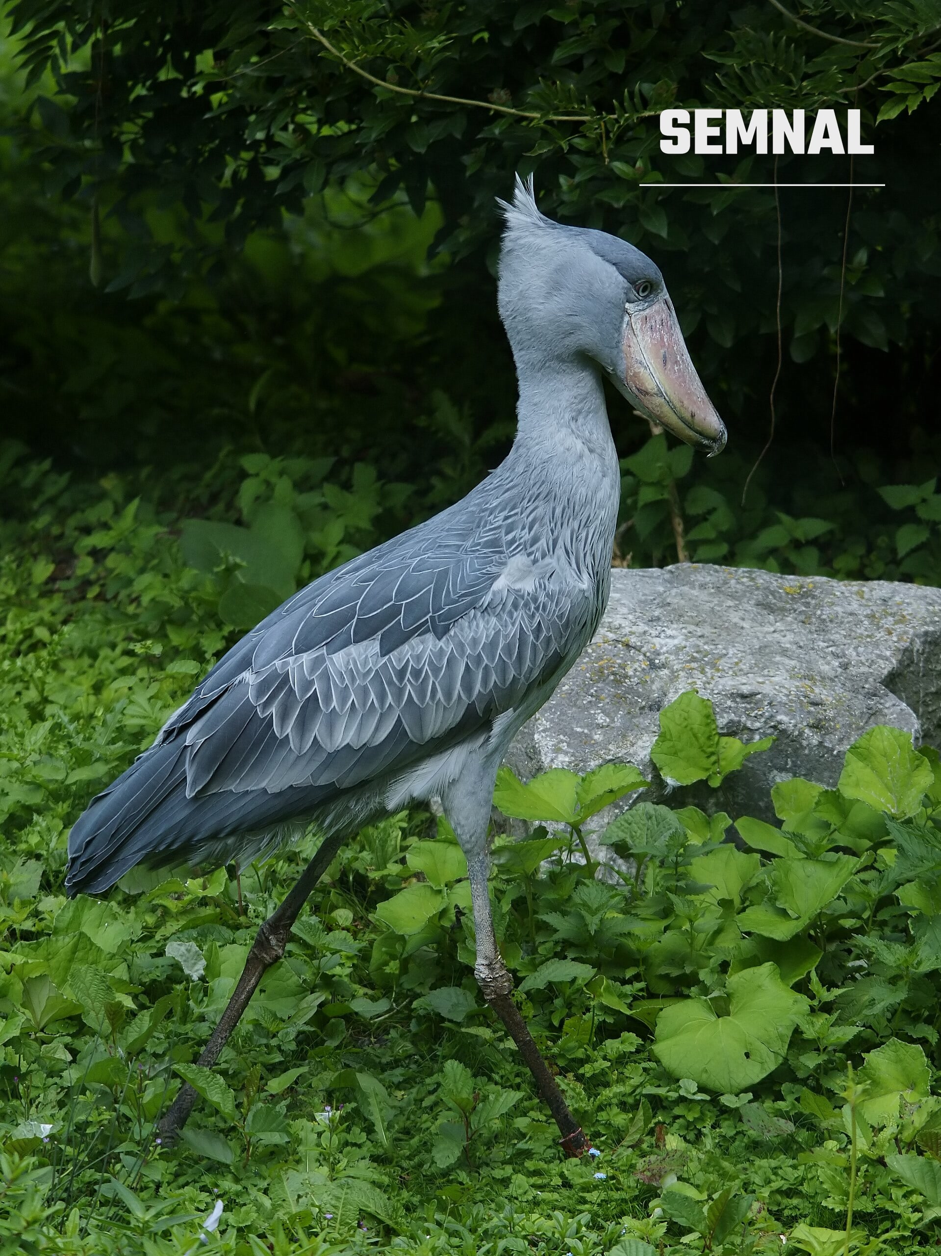 Shoebill, în profil. Foto: Hans Hillewaert / Wikimedia Commons, CC BY-SA 3.0