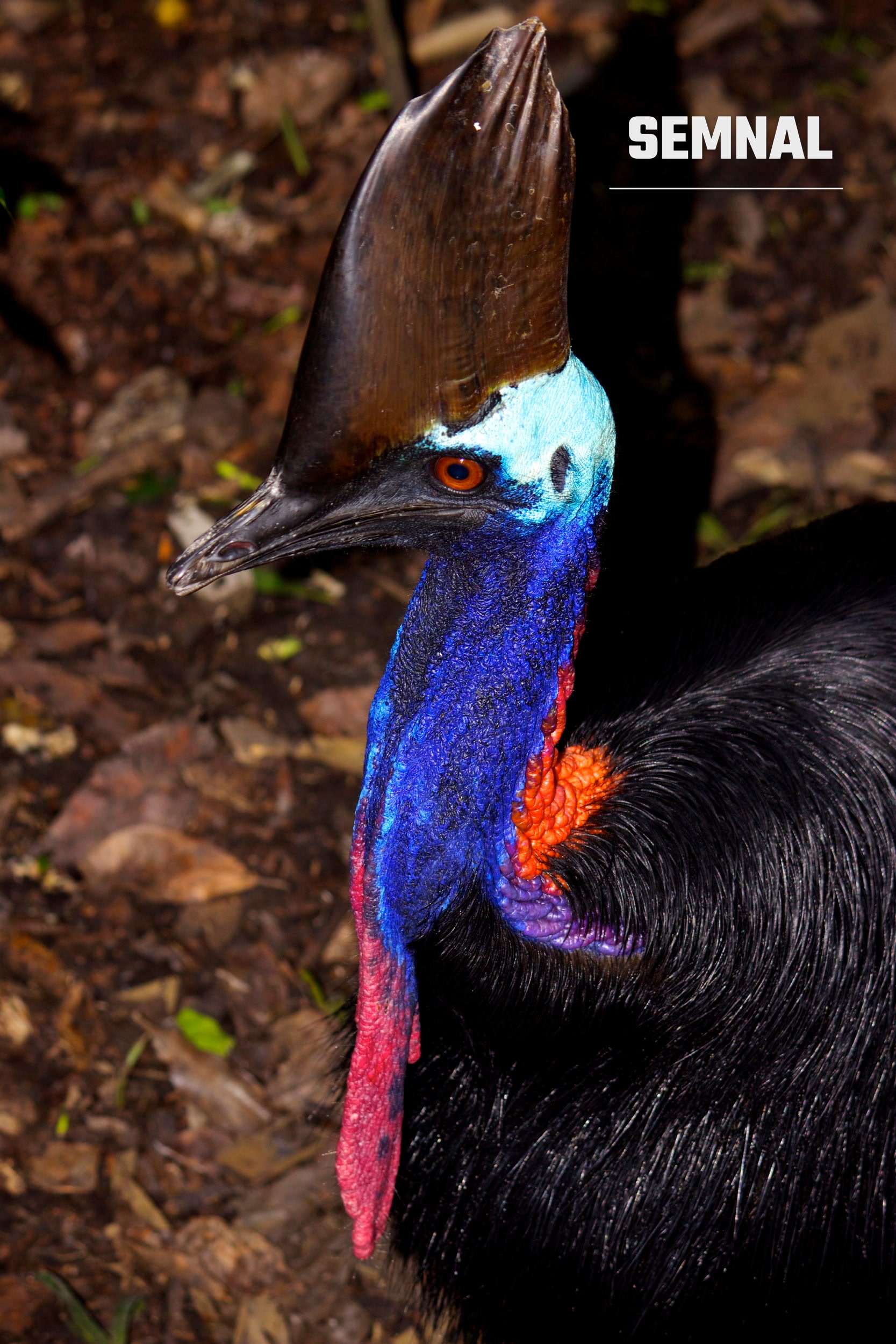 Cazuar sudic în Papua Noua Guinee. Foto: Nick Hobgood / Wikimedia Commons, CC BY-SA 3.0