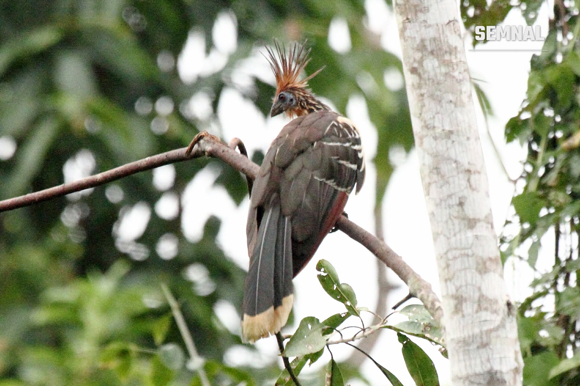 Hoatzin pe o creangă. Foto: Dominic Sherony / Wikimedia Commons, CC BY-SA 2.0