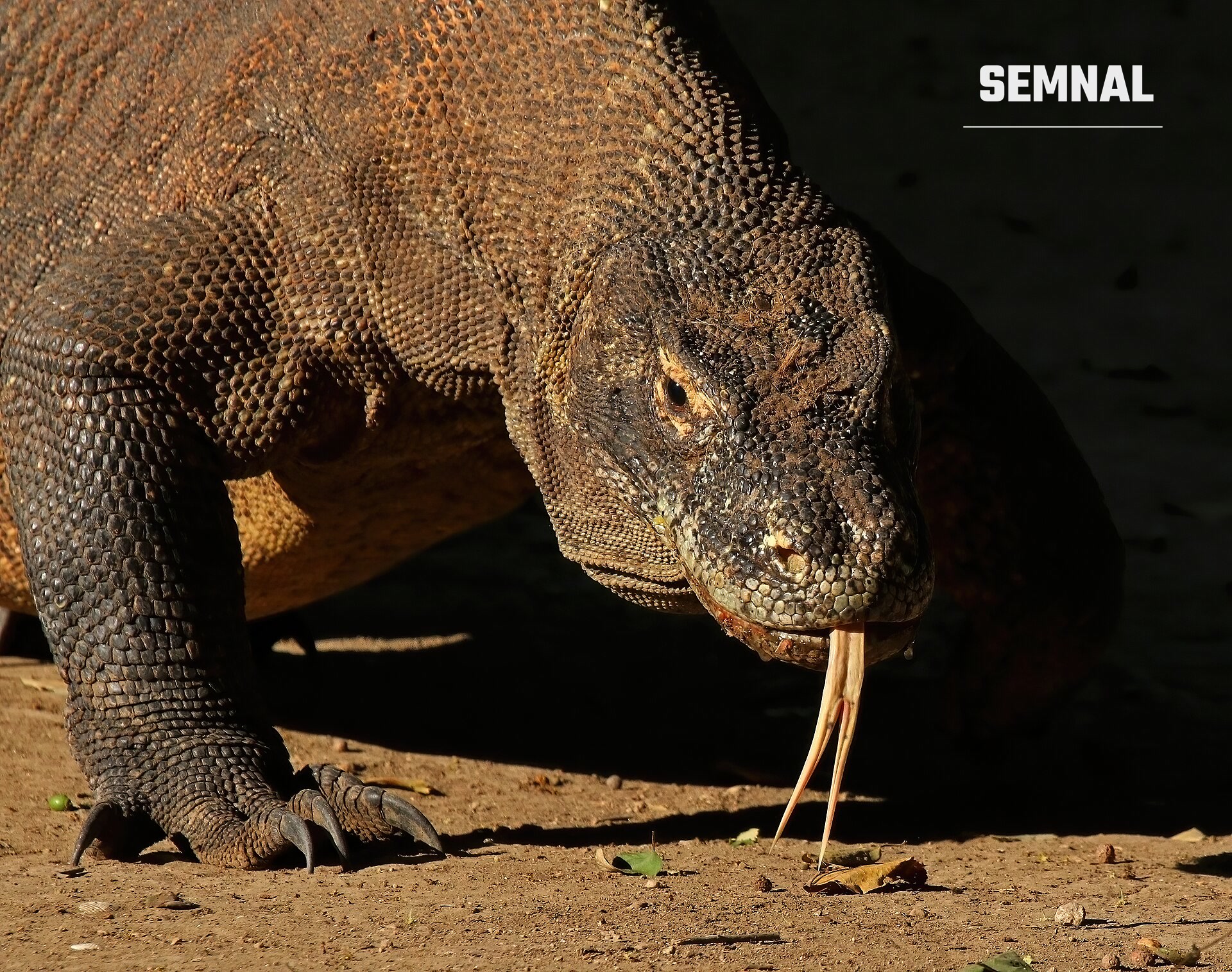 Dragon de Komodo. Foto: Charles J. Sharp / Wikimedia Commons, CC BY-SA 4.0