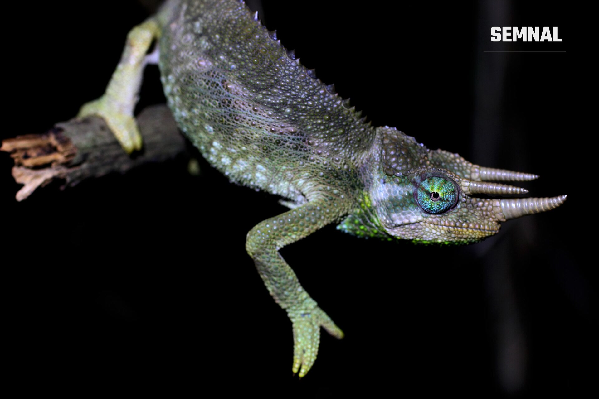 Cameleon al lui Jackson, cu cele trei coarne. Foto: Ryan van Huyssteen / Wikimedia Commons, CC BY-SA 4.0