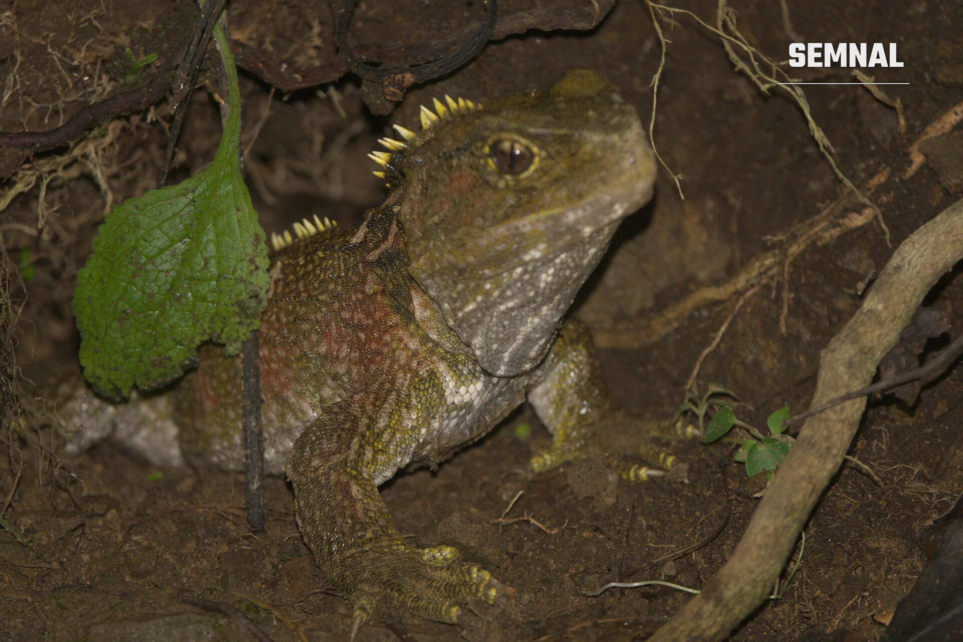 Tuatara. Foto: Robert Webster / Wikimedia Commons, CC BY-SA 4.0
