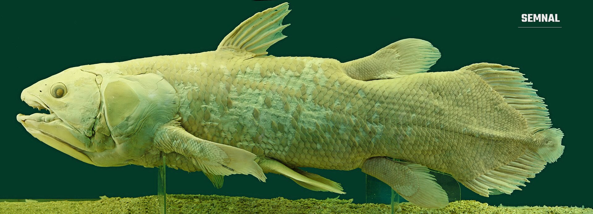 Celacant, exemplar de muzeu. Foto: Alberto Fernandez Fernandez / Wikimedia Commons, CC BY-SA 3.0