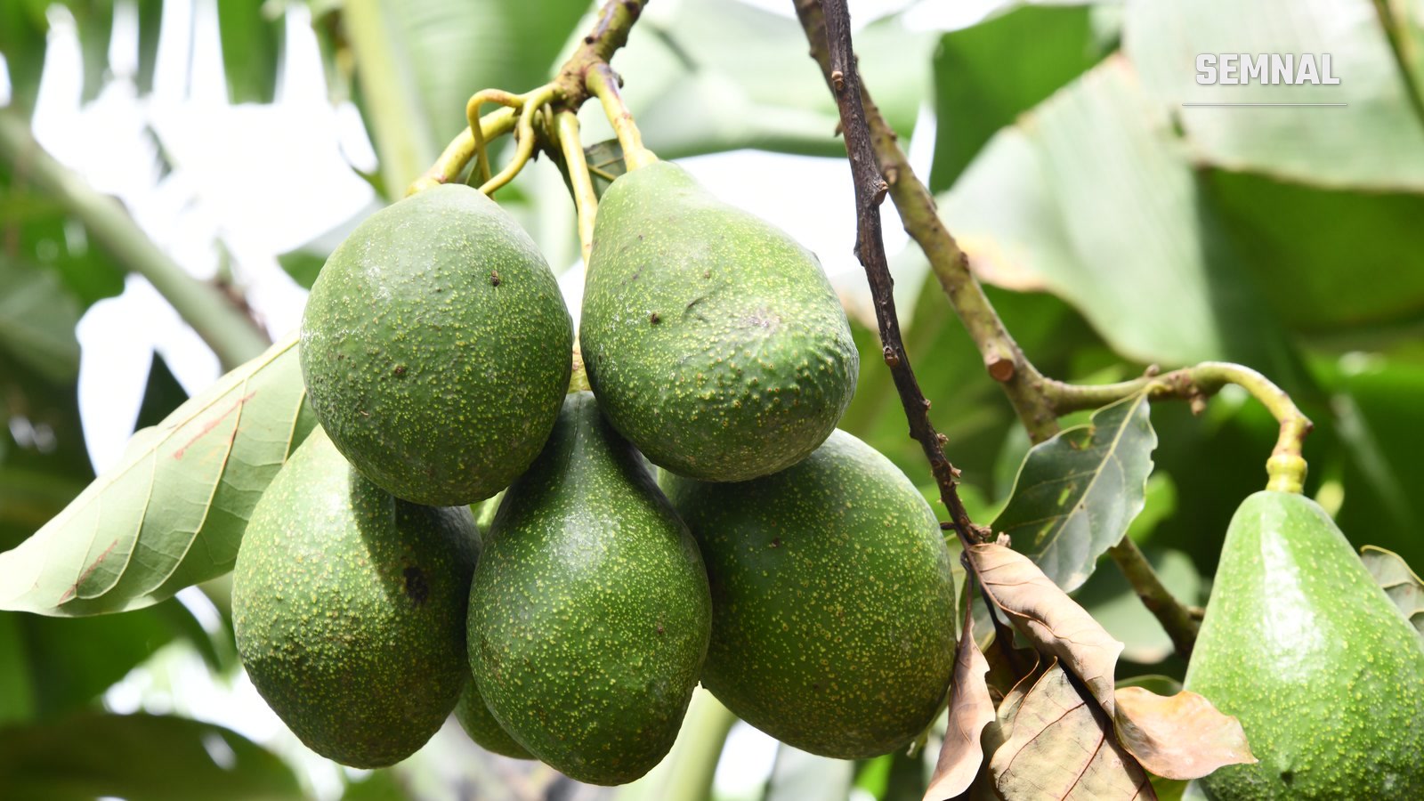 Fructe verzi de avocado atârnând în ciorchine pe ramurile unui copac