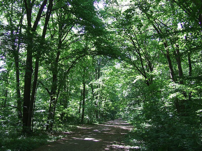 Ingerul din pădure