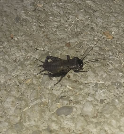 Un pumn de greieri