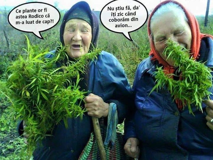 Anii mei urcă pe culori