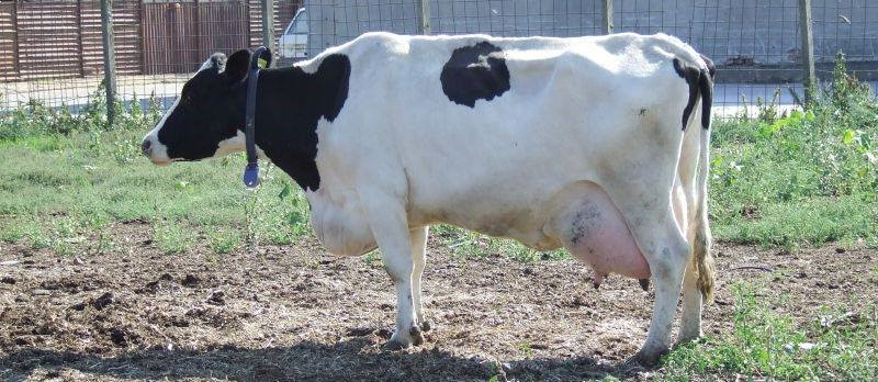 Vaca și silicoanele