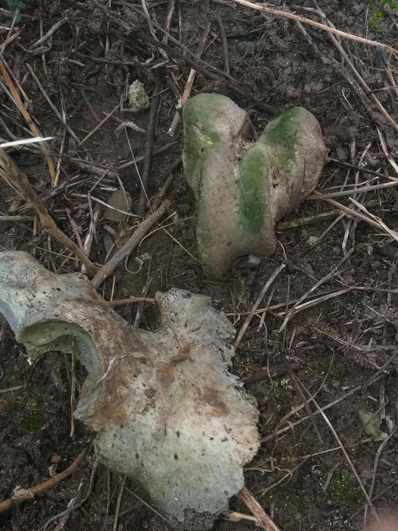Ce-am mai găsit prin cimitir, afară de cutii goale de bere?
