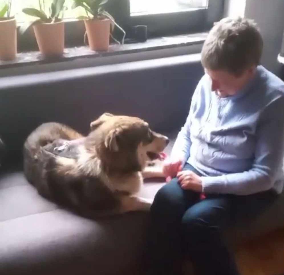 Lucky, cățelul găsit aproape mort pe calea ferată, și-a revenit și a ajuns în Germania