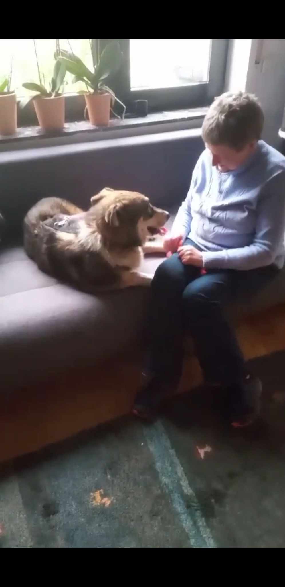 Lucky, cățelul găsit aproape mort pe calea ferată, și-a revenit și a ajuns în Germania