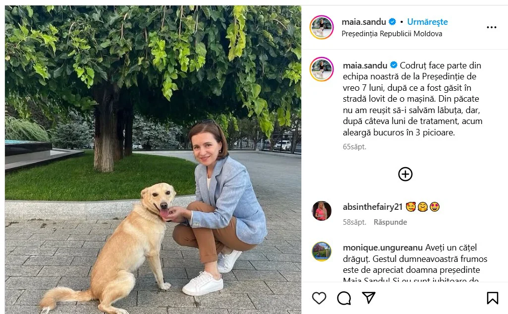 Codruț, cățelul Maiei Sandu, a fugit în noaptea de Revelion, speriat de petarde