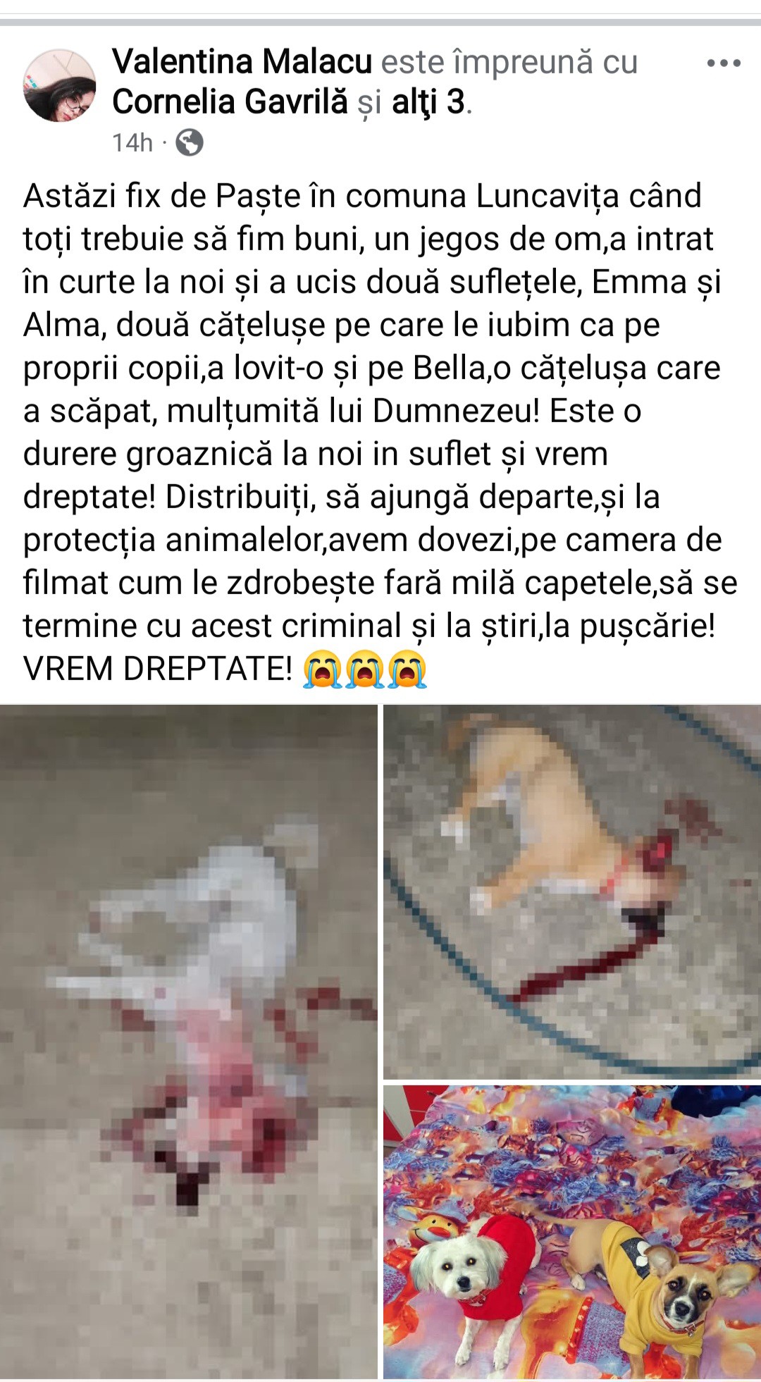 Vedeți cățelușele din fotografie? Nu mai sunt! Au fost ucise…