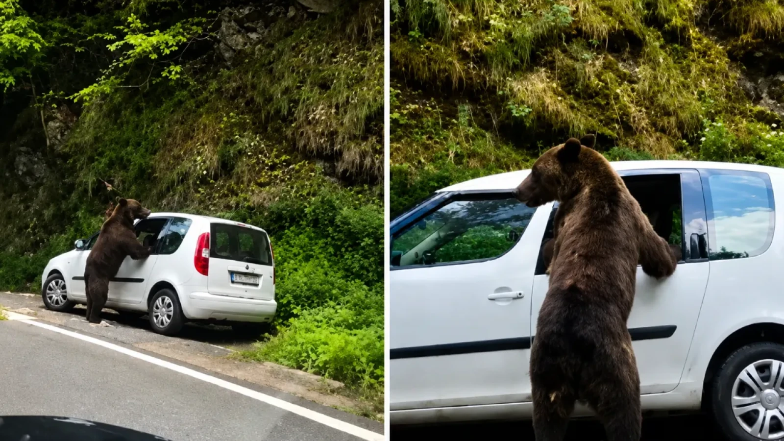 Un urs a spart geamul unei mașini pe Transfăgărășan