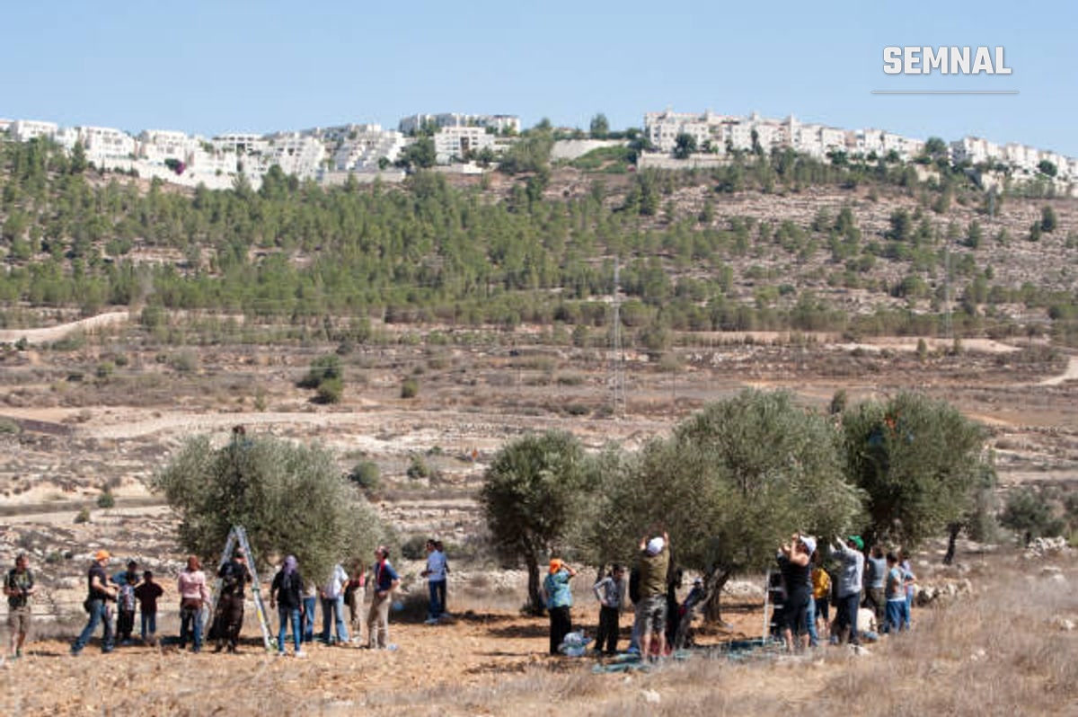 În imagine sunt culegători de măsline din Israel.